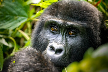 silverback gorilla, uganda © Teresa
