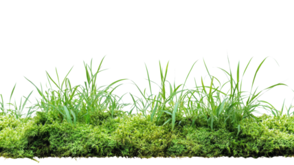 Green moss and grass growing together, isolated on transparent background
