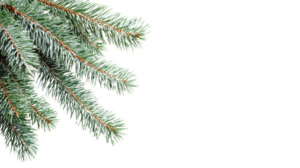 Obraz premium Green pine tree branch, isolated on transparent background