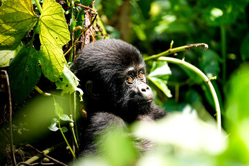 silverback gorilla, uganda © Teresa