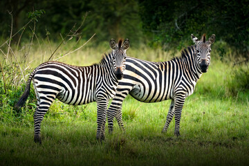 zebras in uganda