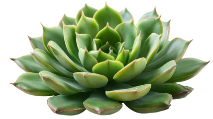 Fototapeta premium Green succulent plant, isolated on transparent background