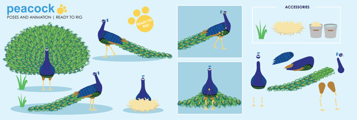 Cute Peacock character ready for animation, collection vector multiple poses feathers bird