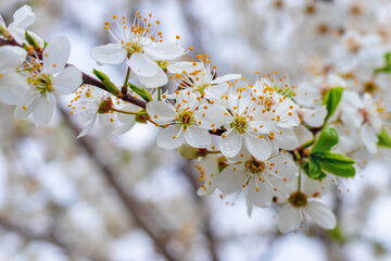 Cherry plum branch with flowers and buds, cherry plum blossoms