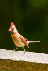 Female Cardinal