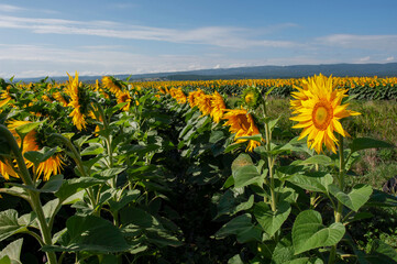 Obraz premium Blooming sunflower in the field against the blue sky.