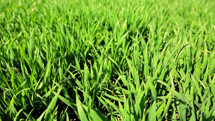 Close-up of vibrant green wheat field. A detailed view of a lush green wheat field, showcasing young wheat blades thriving under bright sunlight in a natural setting.