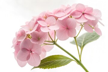 Pink hydrangea flowers on a white background. Floristic concept