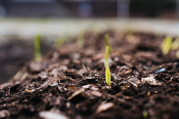 Sprout in soil: Close-up of a young sprout emerging from the soil in a garden bed
