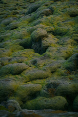 Icelandic moss (Cetraria islandica) growing on a lava field. It grows extremely slowly - taking decades or even centuries to recover from damage. Trampling can permanently harm this fragile ecosystem.