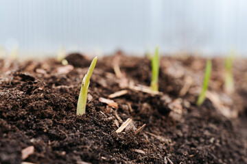 Close up of a young sprout emerging from the ground in a garden bed. Small plant on a mound of soil in a garden