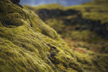 Icelandic moss (Cetraria islandica) growing on a lava field. It grows extremely slowly - taking decades or even centuries to recover from damage. Trampling can permanently harm this fragile ecosystem.