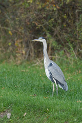 Graureiher steht im Gras