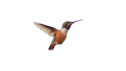 Fototapeta premium Hummingbird hovering in the air, isolated on transparent background