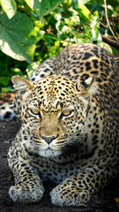 leopard in uganda