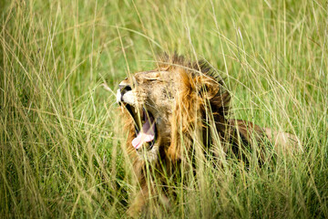 lion in uganda