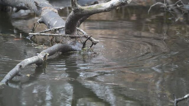 Muskrat eating and diving to get more food and returning to branch to eat.