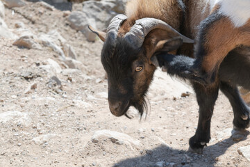 African dwarf goat scratches its ear with its hoof. Capra aegagrus hircus.
