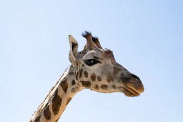 Angola giraffe head in profile looking from above with big bright eye. Giraffa giraffa angolensis.
