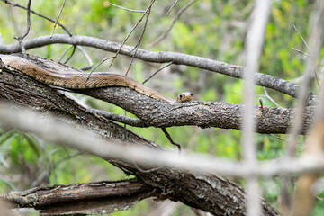 Ladder snake glides smoothly over a bush branch. Zamenis scalaris.