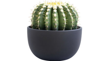 Indoor cactus plant in a sleek black pot, isolated on transparent background