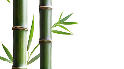 Green bamboo, isolated on transparent background