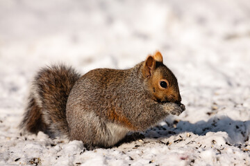 Gray squirrel feeding on sunflower seeds  in winter © Drake Fleege