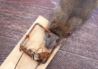 Rat in a mousetrap. Rat caught in a mousetrap. Catching rats, mice and rodents in house. Hunting...
