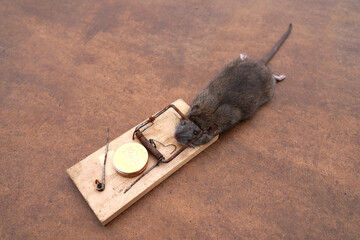 Rat in a mousetrap. Rat caught in mousetrap. Catching rats, mice, rodents in house. Hunting for...