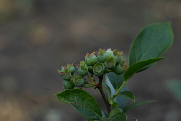 caterpillar on a leaf