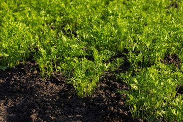 carrots, young carrots in the garden