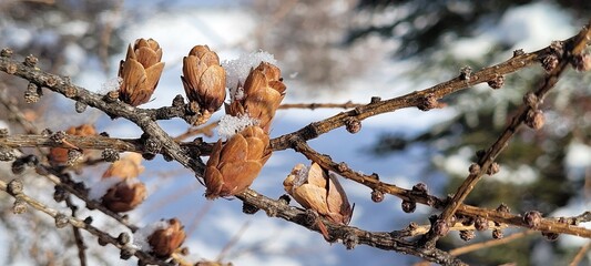 Detailed view of a red spruce branch with cones lightly dusted with snow, against a backdrop of a snowy forest. Highlights the beauty of nature's adaptation during the cold season.