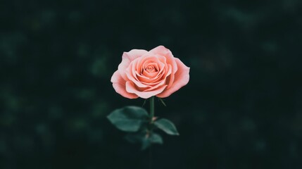 Close up of pink rose in full bloom against dark background