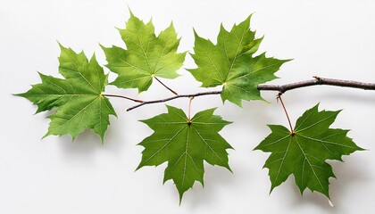 Five vibrant green maple leaves on a branch against a white background.