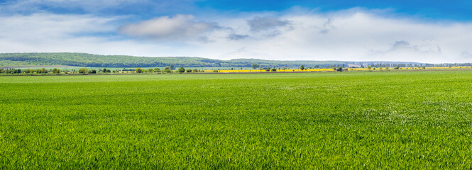 wide spring or summer field with green grass and blue sky with white clouds