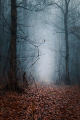 Obraz premium Mysterious pathway perspective. Footpath through the dark, hazy, autumnal, misty forest with high trees. Arch in the autumnal forest with yellow leaves on the ground.