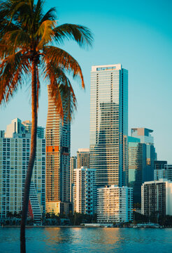 palm  skyline views city Brickell downtown miami 