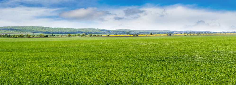 wide spring or summer field with green grass and blue sky with white clouds