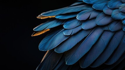 Obraz premium A close up of a bird's wing with blue feathers