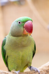 Close up shot of the Alexandrine parrot. Birds