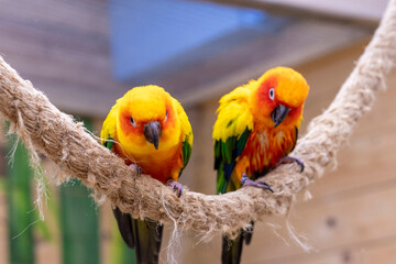 Close up shot of the Sun conures. Birds