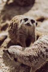 Meerkat looking at photographer, cute animal, desert dweller, pack animal