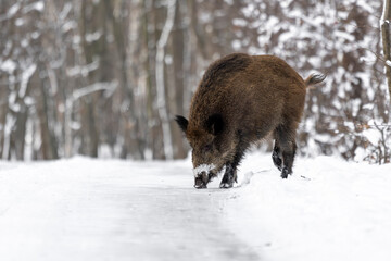dzik dzika świnia w lesie zimą na śniegu spaceruje © Colorful Soul