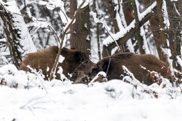 dzik dzika świnia w lesie zimą na śniegu spaceruje © Colorful Soul