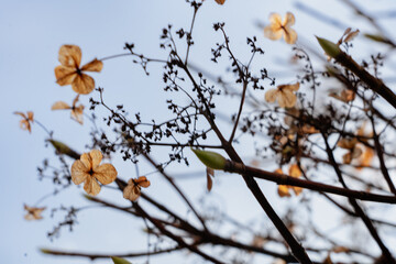 autumn leaves against blue sky