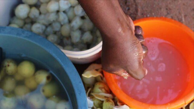 Freshly squeezed Marula (Sclerocarya birrea, Morula, Maroela, Mufula) fruit juice and traditional fermented beverage