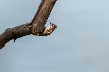 Japanese Pygmy Woodpecker Perched on a Tree Branch