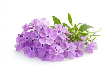 Purple Phlox Flowers Bouquet