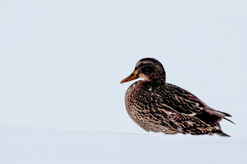 duck on the snow