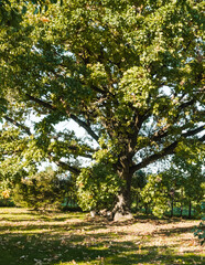 A large oak tree with a wide crown of branches in the garden area in October.